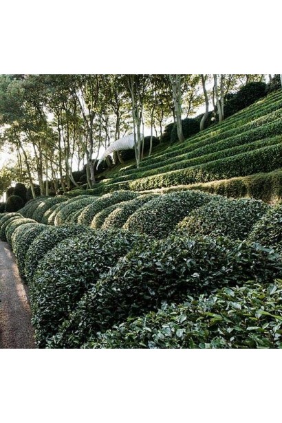 Топіарна стрижка Elaeagnus ebbingei 